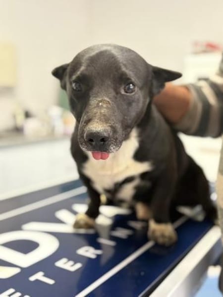 Boss - dein Kuschelpartner in Crime