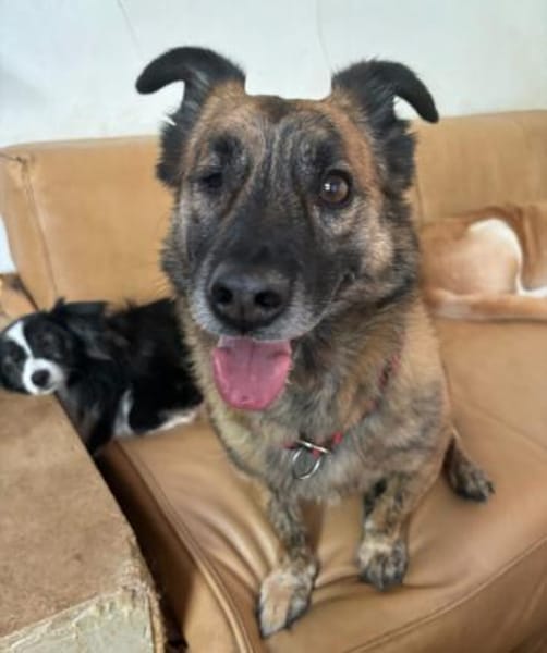 MARTI - liebevoller, sanfter Hundemann