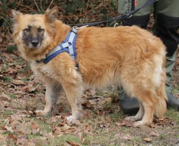 Maika sucht ein liebevolles Zuhause