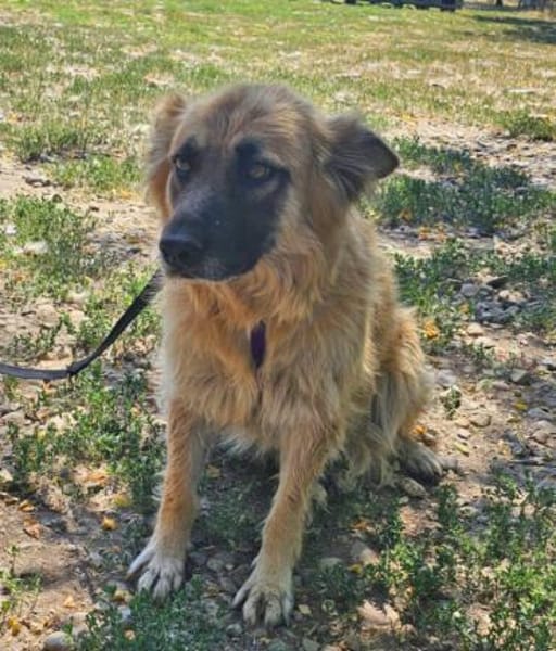 Maika sucht ein liebevolles Zuhause