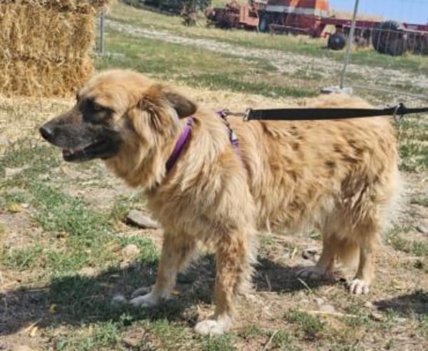 Maika sucht ein liebevolles Zuhause