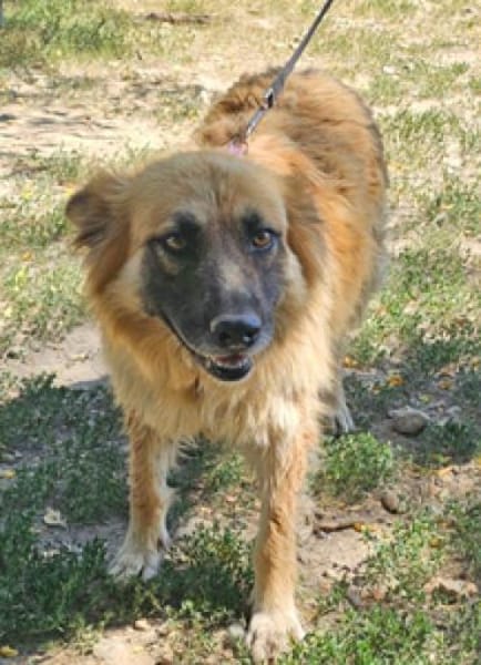 Maika sucht ein liebevolles Zuhause