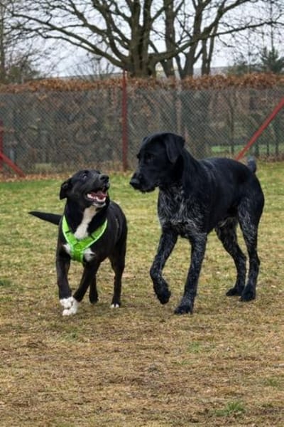 Monti❤Pflegefamilie 41812 Erkelenz