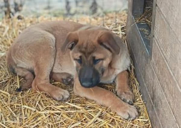 Szilard er war nicht gewollt.