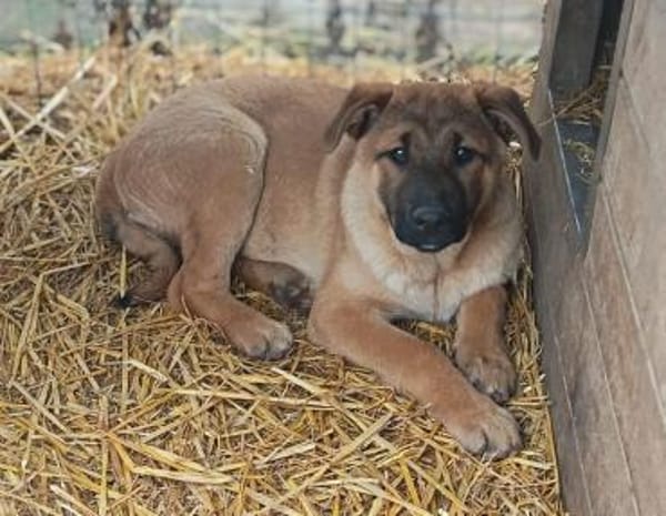 Szilard er war nicht gewollt.