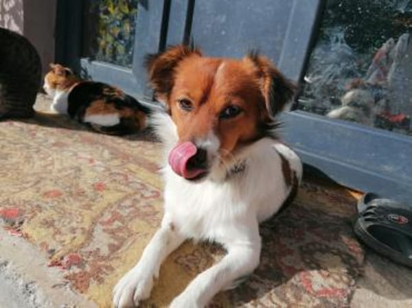 Abbo - aufgewecktes Dreibein sucht