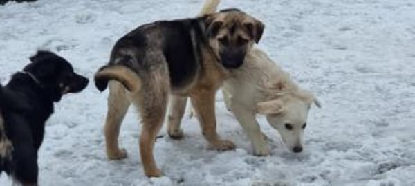 QURINA -rundum tolles Hundekind-