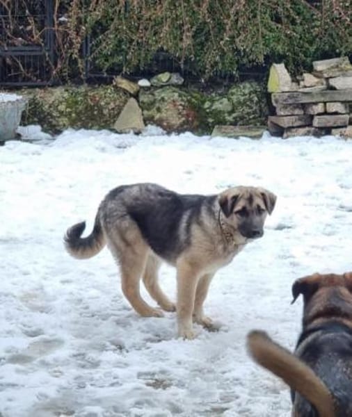 QURINA -rundum tolles Hundekind-