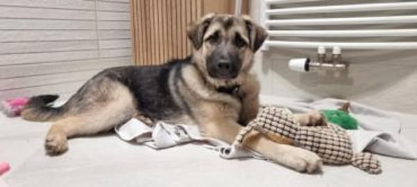 QURINA -rundum tolles Hundekind-