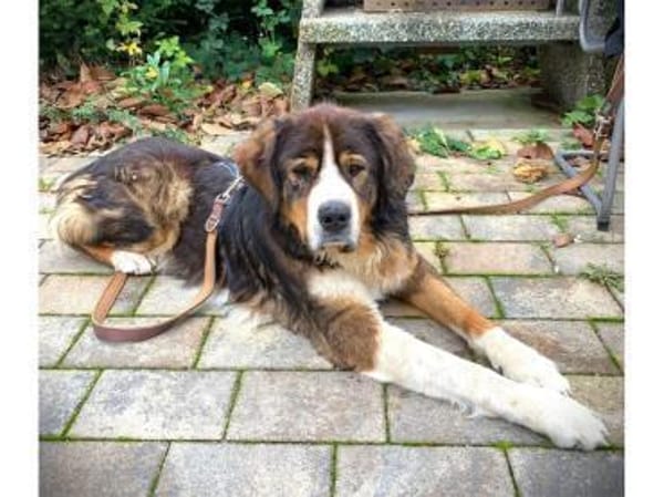 Stropp - wartet in 71729 Erdmannshausen