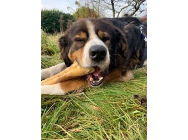 Stropp - wartet in 71729 Erdmannshausen