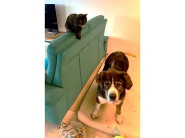 Stropp - wartet in 71729 Erdmannshausen