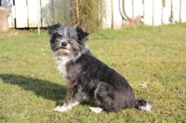 BOARU, kleiner Charmeur sucht