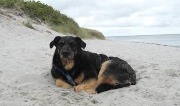 Delta - Frauenhund sucht Plätzchen