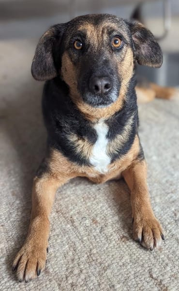 Nicole - Jackpot auf vier Pfoten