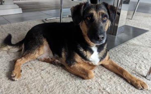 Nicole - Jackpot auf vier Pfoten