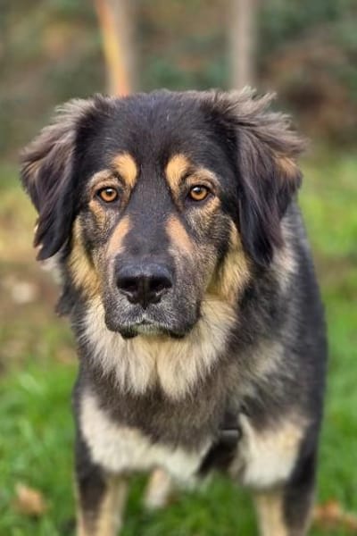 Aramis 💗 wartet in 50169 Kerpen