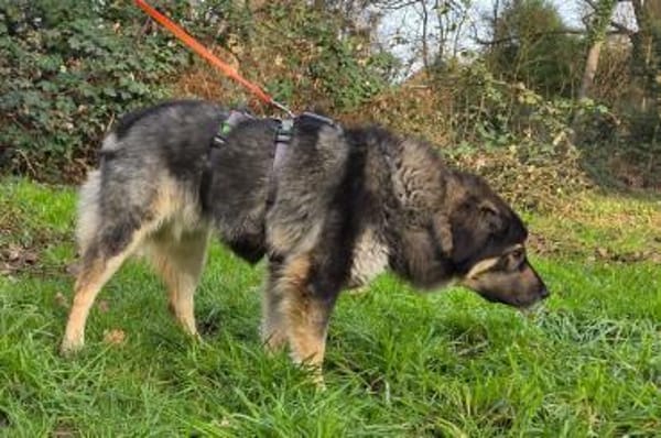 Aramis 💗 wartet in 50169 Kerpen