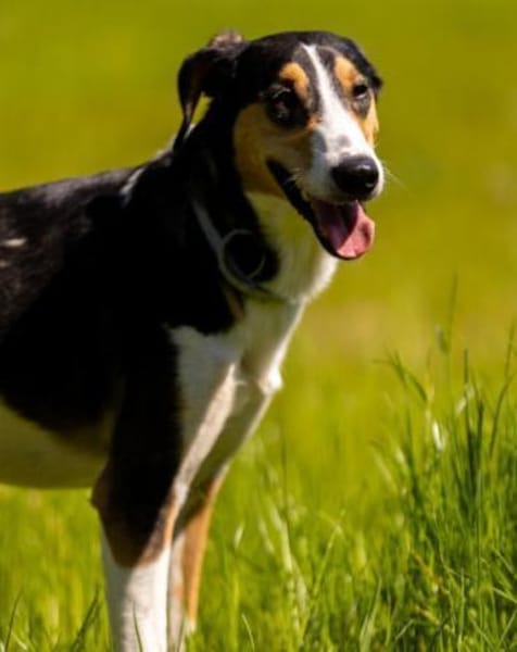 Bobi 💗 wartet in 99718 Greussen