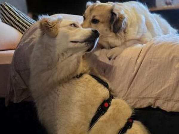 Möchten Sie Paco bei sich aufnehmen?