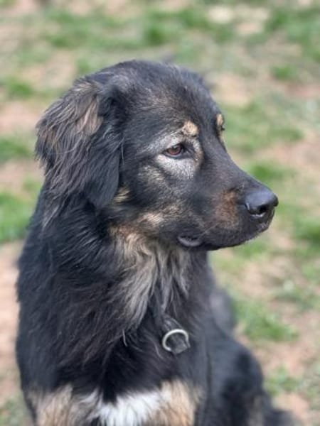 HAILEY - treu, verkuschelt, lieb