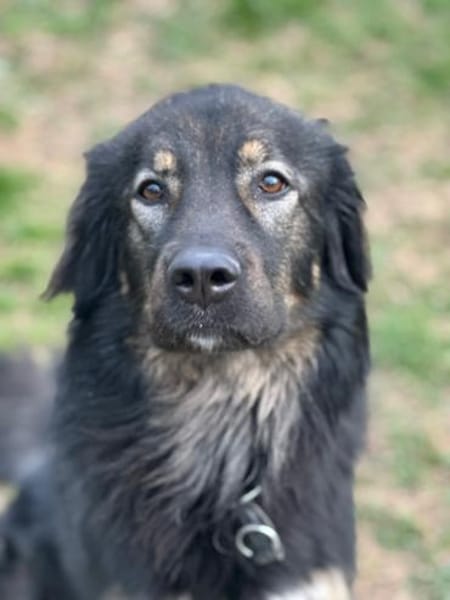 HAILEY - treu, verkuschelt, lieb