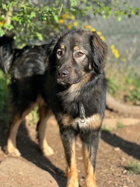 HAILEY - treu, verkuschelt, lieb