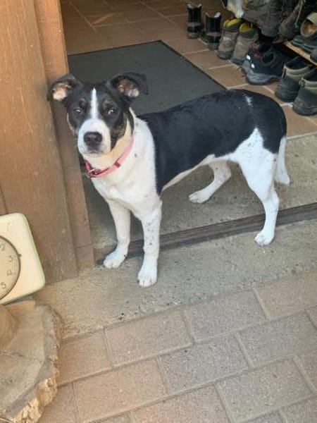 Süße LILI wartet auf ihr Zuhause!