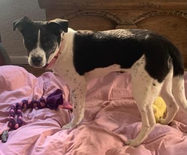 Süße LILI wartet auf ihr Zuhause!