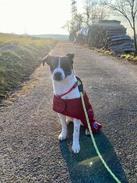 Süße LILI wartet auf ihr Zuhause!