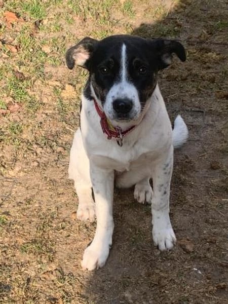 Süße LILI wartet auf ihr Zuhause!