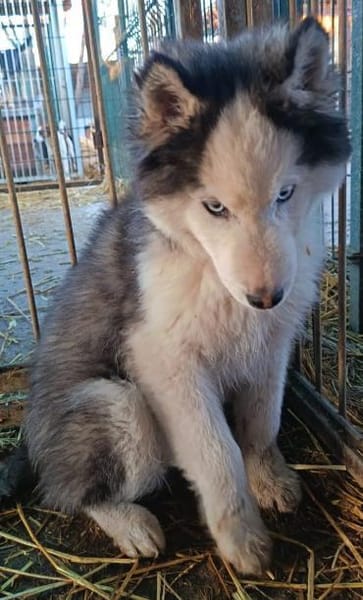 Jeriko sollte sterben- jetzt sucht er