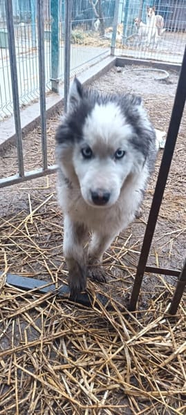 Jeriko sollte sterben- jetzt sucht er