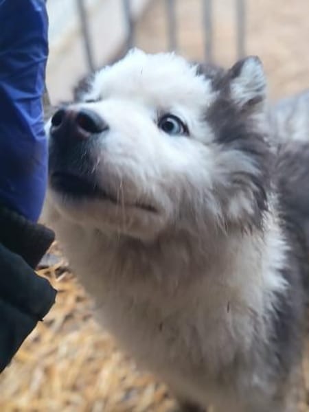 Jeriko sollte sterben- jetzt sucht er