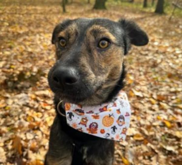 Ibiza-fröhlicher Junghund sucht Körbchen