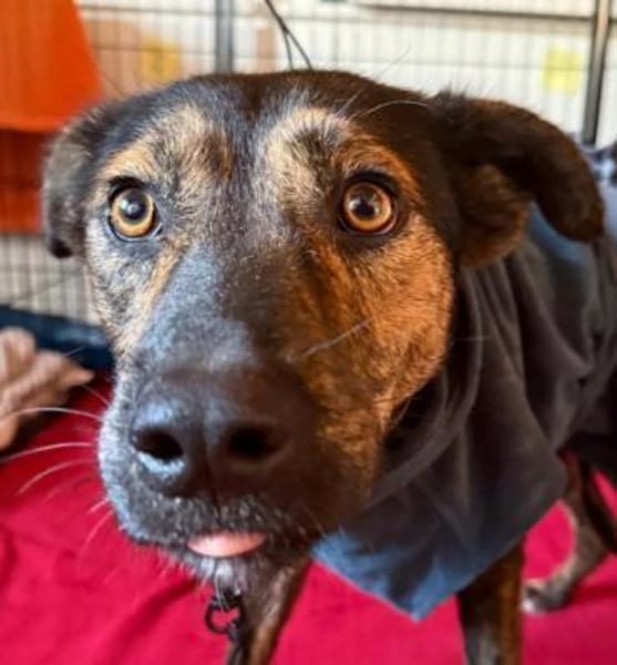 Ibiza-fröhlicher Junghund sucht Körbchen