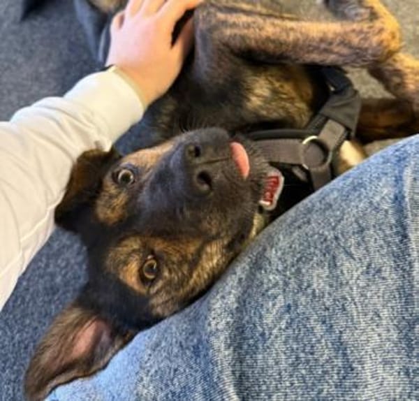 Ibiza-fröhlicher Junghund sucht Körbchen