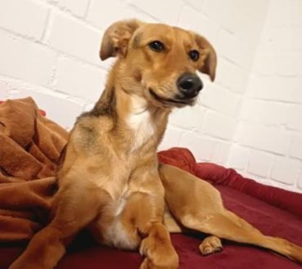 Faye- ein kleiner Clown sucht ihr Zuhaus