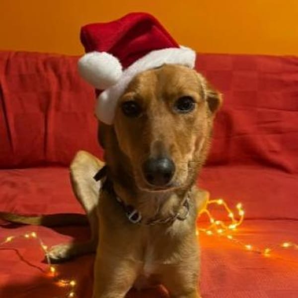 Faye- ein kleiner Clown sucht ihr Zuhaus