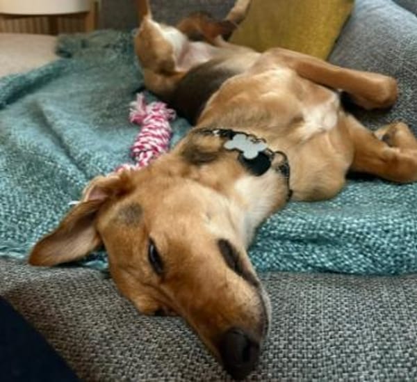 Faye- ein kleiner Clown sucht ihr Zuhaus