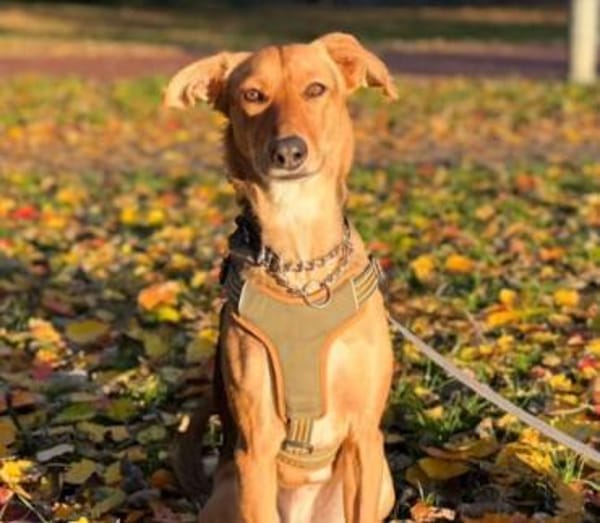 Faye- ein kleiner Clown sucht ihr Zuhaus