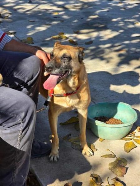 NOTFALLHund RUBY sucht DRINGEND🆘🆘