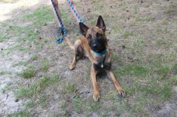 Smoky, freundl. aktiver Rüde