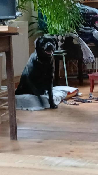 Kluge sanfte treue MIRA sucht ♥