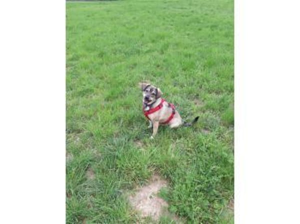 Mabel - wartet in 56379 Oberwies