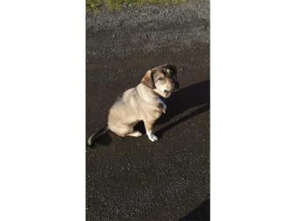 Mabel - wartet in 56379 Oberwies