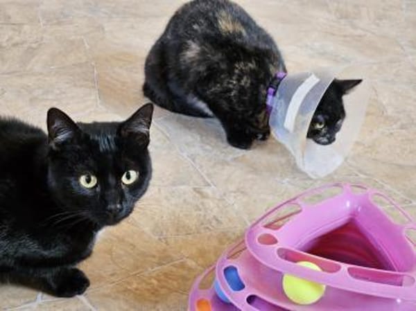 BRAHMS - geb. ca. 06/2024 - mk