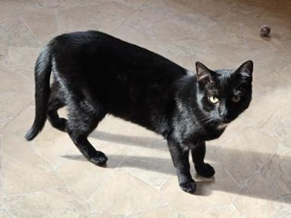 BRAHMS - geb. ca. 06/2024 - mk