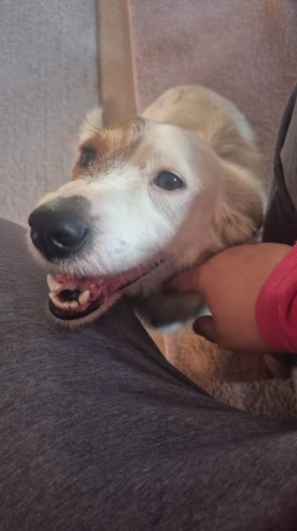 ZURi 😍 sucht ein Körbchen