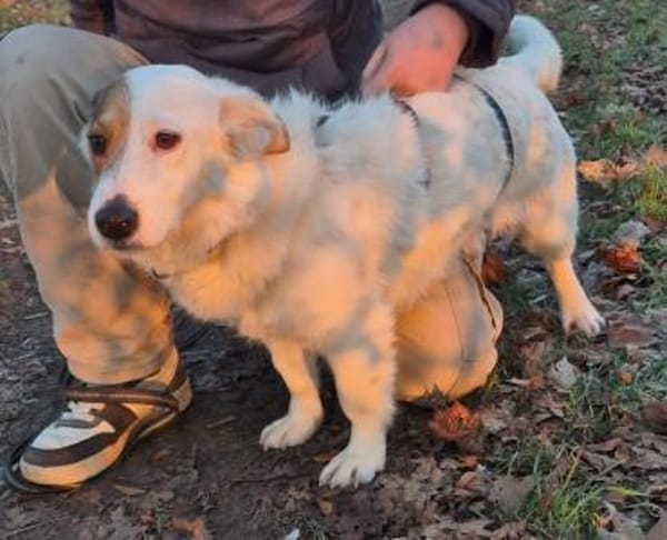 ZURi 😍 sucht ein Körbchen